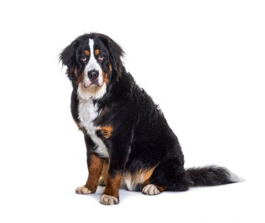 Tricolor Bernese Dağ Köpeği oturuyor, kameraya bakıyor, beyaz üzerine izole edilmiş.