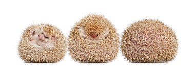 Four-toed Hedgehog, Atelerix albiventris, balled up in front of white background clipart