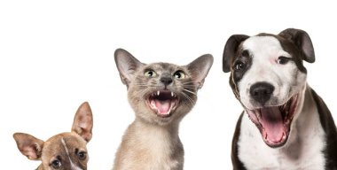 Kediler ve köpekler beyaz arka planda birlikte gülüyorlar.