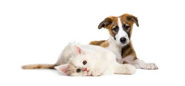 Lying down cat and dog together in front of white background clipart