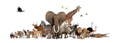 Large group of African fauna, safari wildlife animals together, in a row, isolated clipart