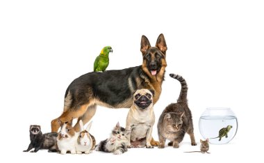 Arka arkaya bir grup evcil hayvan, Köpekler, kediler, gelincik, tavşan, kuşlar, fare, beyaz üzerine izole edilmiş