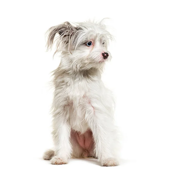 Cane Bianco Yorkie Pom Isolato Bianco Razza Mista Pomerania Yorkshire — Foto Stock