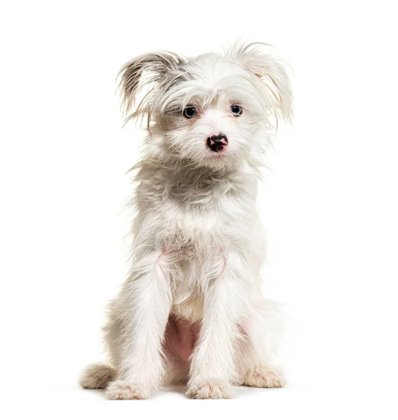 白いヨーキー ポム犬 白い上に隔離された 混合品種ポメラニアンとヨークシャーテリア — ストック写真