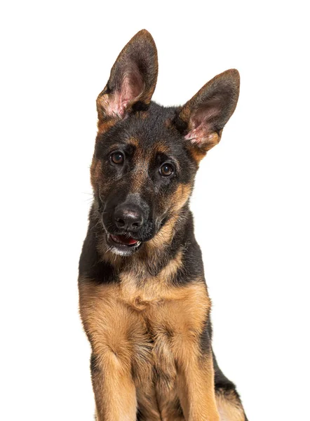 Portret Van Duitse Herdershond Zwart Bruin Kijkend Naar Camera — Stockfoto