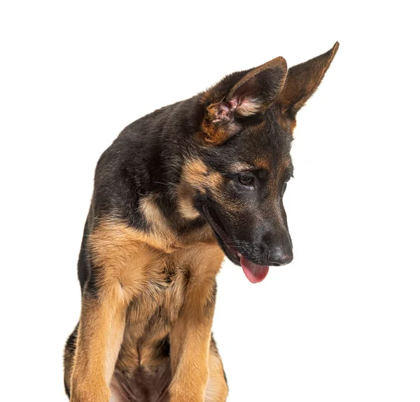 Cabeza Perro Pastor Alemán Negro Bronceado Mirando Hacia Abajo — Foto de Stock