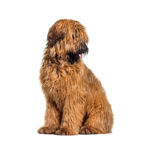 Panting Fawn Briard Perro Sentado Frente Aislado Blanco — Foto de Stock