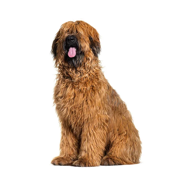 Panting Fawn Briard Hond Zit Aan Voorkant Geïsoleerd Wit — Stockfoto