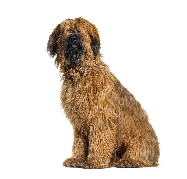 Panting Fawn Briard Dog Sitting Front Isolated White — Stock Photo, Image