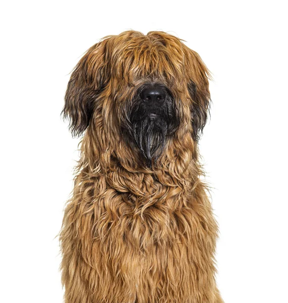 Head Shot Fawn Briard Dog Isolated White — Stock Photo, Image