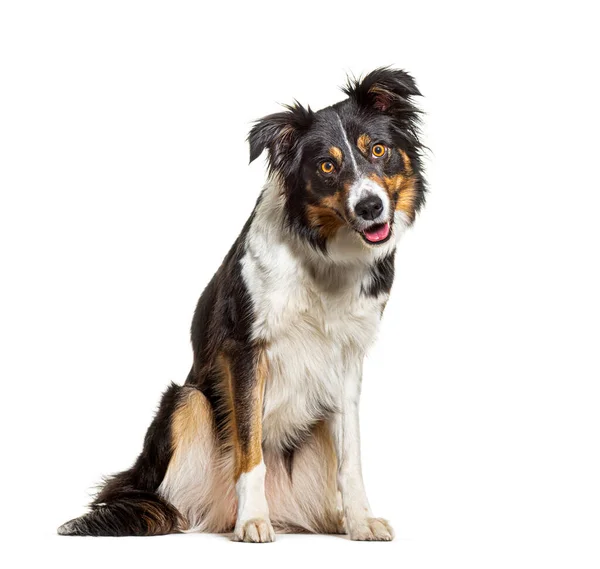 Portrait Tri Color Border Collie Dog Sitting Panting Looking Camera — Stok Foto