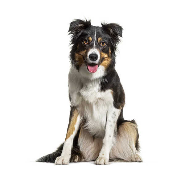 Retrato Tri Color Border Collie Dog Sentado Ofegante Olhando Para — Fotografia de Stock