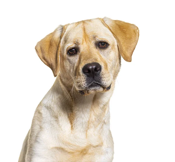 Disparo Cabeza Perro Labrador Amarillo Frente Cámara Aislado Blanco —  Fotos de Stock