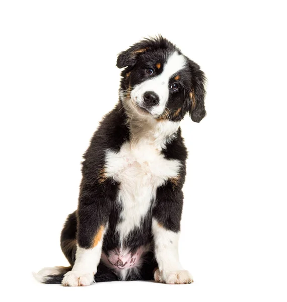 Puppy Bordernese Dog Mixedbreed Border Collie Bernese Mountain Dog Three — Stock Photo, Image