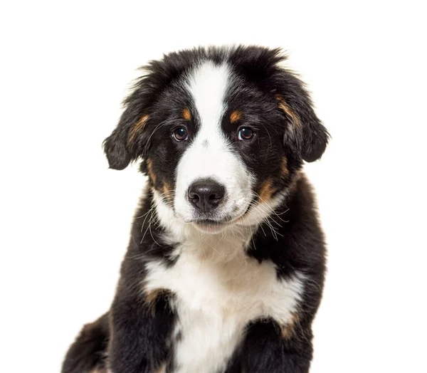 Puppy Bordernese Dog Mixedbreed Border Collie Bernese Mountain Dog Tři — Stock fotografie