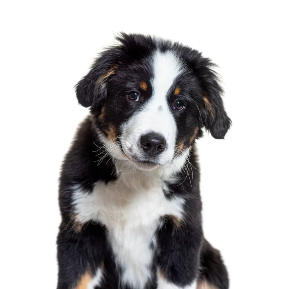 Puppy Bordernese Dog Mixedbreed Border Collie Bernese Mountain Dog Tres — Foto de Stock