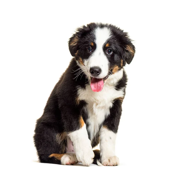 Koiranpentu Bordernese Koira Mixedbreed Border Collie Bernese Mountain Dog Kolme — kuvapankkivalokuva