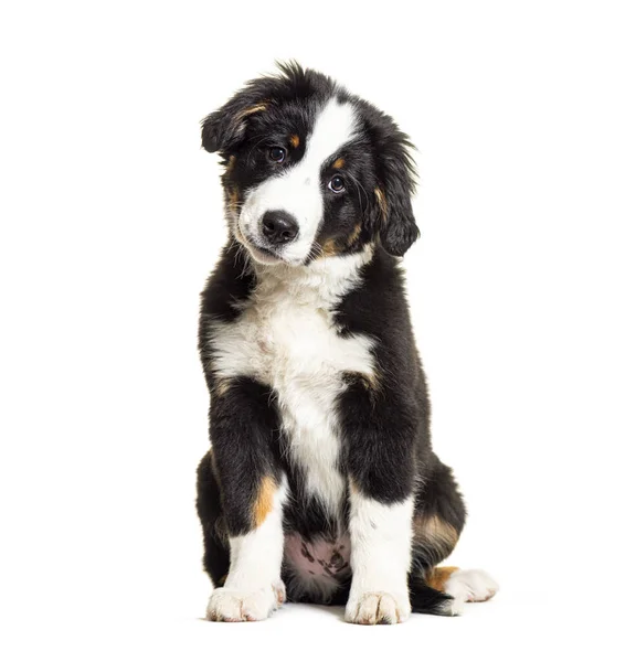 Puppy Bordernese Dog Mixedbreed Border Collie Bernese Mountain Dog Three — Stock Photo, Image