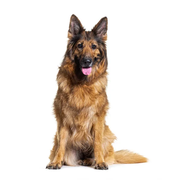 Old German Shepherd Dog Sitting Panting Isolated White — Stock Photo, Image