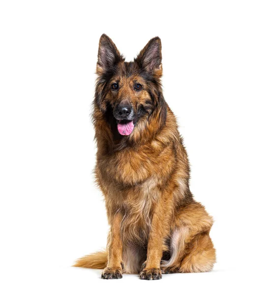 Gammal Tysk Herdehund Sittande Och Flämtande Isolerad Vitt — Stockfoto