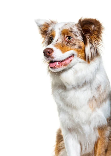 Perfil Cabeza Retrato Perro Pastor Australiano Merle Rojo Jadeando Aislado — Foto de Stock