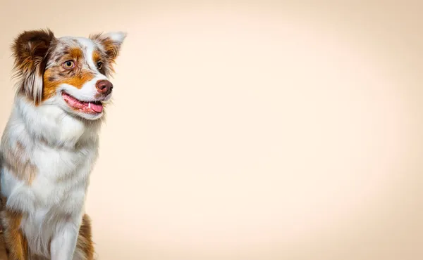 Hoofd Foto Van Een Red Merle Australische Herder Tegen Pastelbruine — Stockfoto