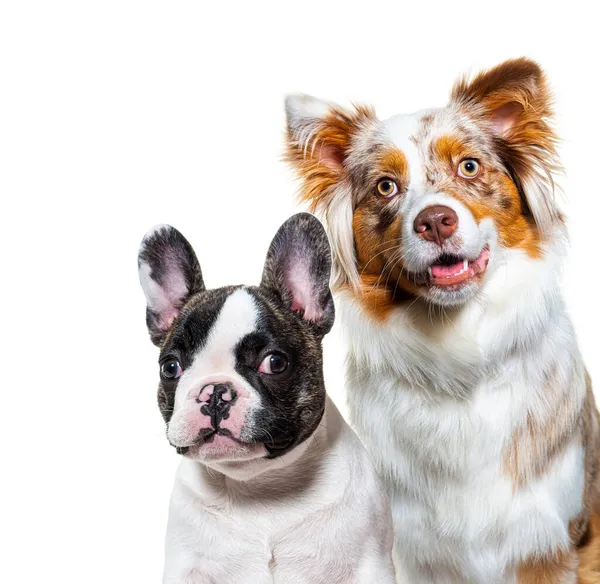 Tiro Cabeça Dois Cães Cachorro Buldogue Francês Cão Pastor Australiano — Fotografia de Stock