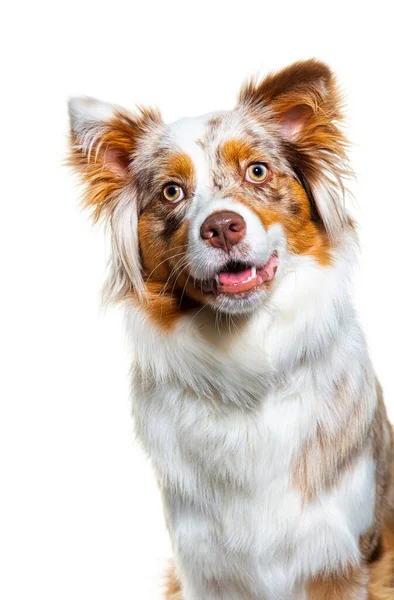 Head Shot Red Merle Australian Shepherd Dog Panting Isolated White — Stock Photo, Image