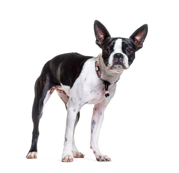 Boston Terrier Wearing Collar Pink Dog Standing Front Isolated White — Stock Photo, Image