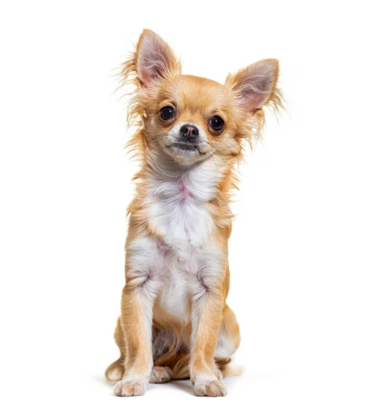 Bege Chihuahua Cão Olhando Para Câmera Sentado Isolado Branco — Fotografia de Stock