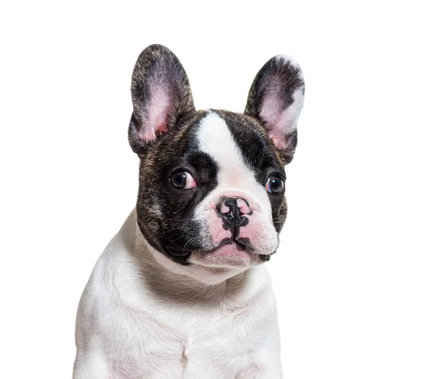 Hoofd Opname Van Een Drie Maanden Oude Puppy Franse Bulldog — Stockfoto