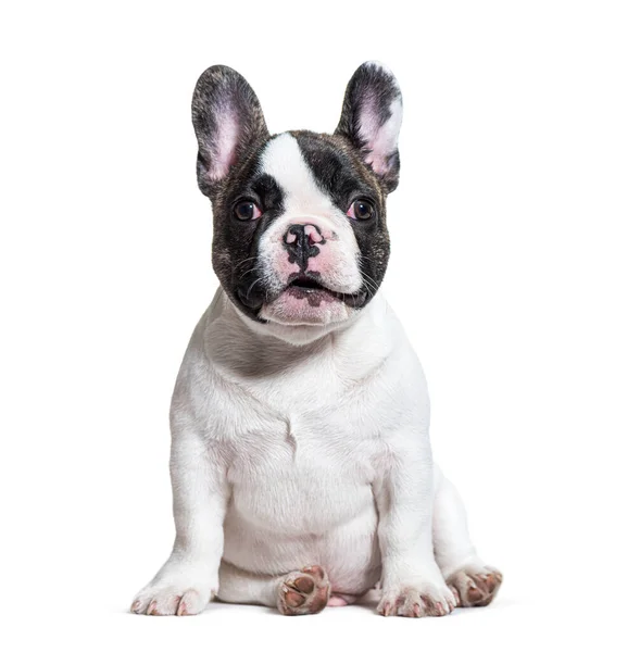 Expressieve Drie Maanden Oude Puppy Franse Bulldog Zittend Geïsoleerd Wit — Stockfoto