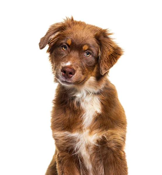 Hoofd Schot Bruin Australische Herder Hond Zoek Naar Camera Geïsoleerd — Stockfoto