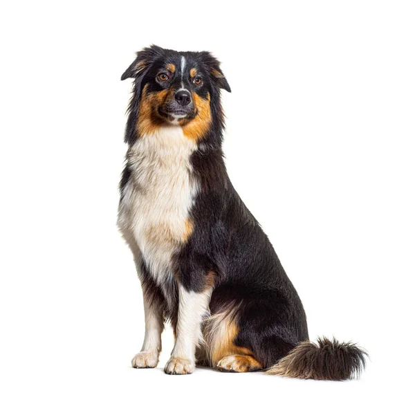 Australian Shepherd Cão Sentado Frente Fundo Branco — Fotografia de Stock