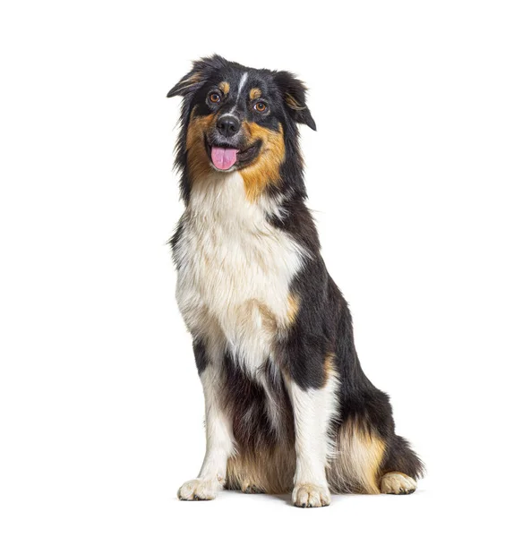 Hechelnder Australian Shepherd Hund Sitzt Vor Weißem Hintergrund — Stockfoto