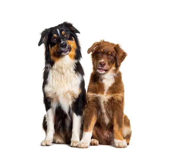 Dois Cães Pastores Australianos Sentados Lado Lado Olhando Para Câmera — Fotografia de Stock