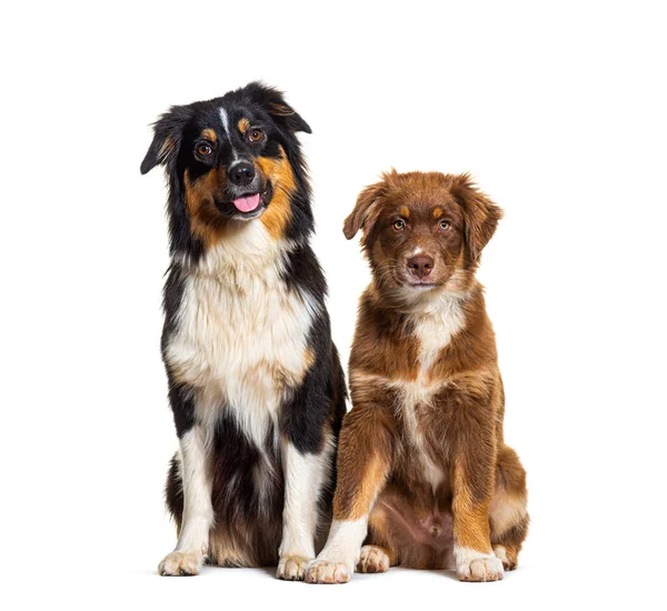 Dois Cães Pastores Australianos Sentados Lado Lado Olhando Para Câmera — Fotografia de Stock