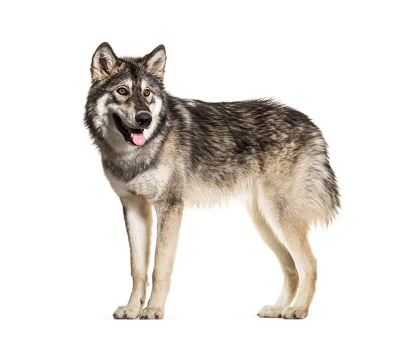 Standing Northern Inuit Dog Panting Looks Wolf Isolated White — Stock Photo, Image