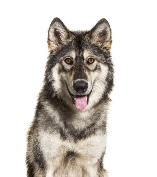 Крупный План Портрета Северной Инуитской Собаки Задыхающейся Похожей Волка Изолированного — стоковое фото