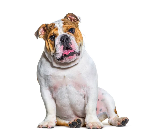 Engelse Bulldogs Zitten Kijken Naar Camera Hijgen Kopieerruimte — Stockfoto