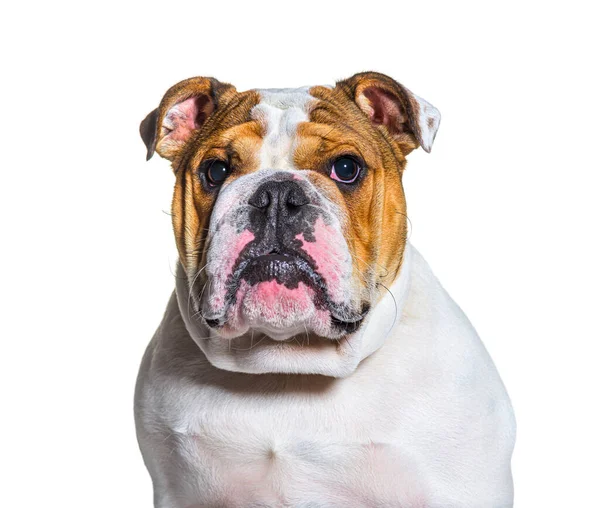 Brown White English Bulldog Head Shot Portrait Front White Background — Stock Photo, Image