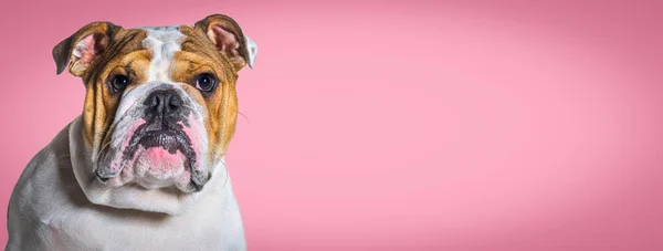 Tiro Cabeça Bulldog Inglês Olhando Para Fundo Banner Rosa — Fotografia de Stock