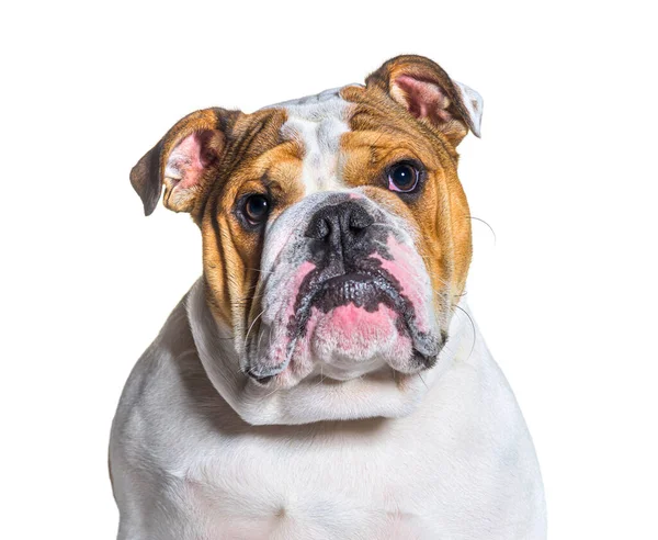 Bulldog Ritratto Inglese Davanti Uno Sfondo Bianco — Foto Stock