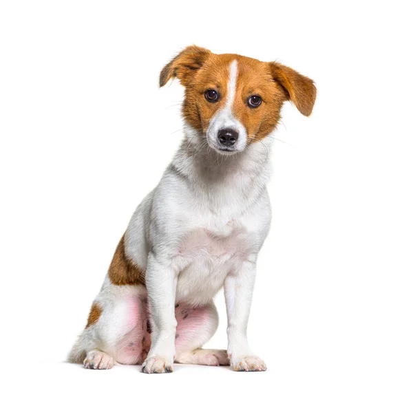 Puppy Border Jack Young Perro Raza Mixta Entre Collie Fronterizo — Foto de Stock