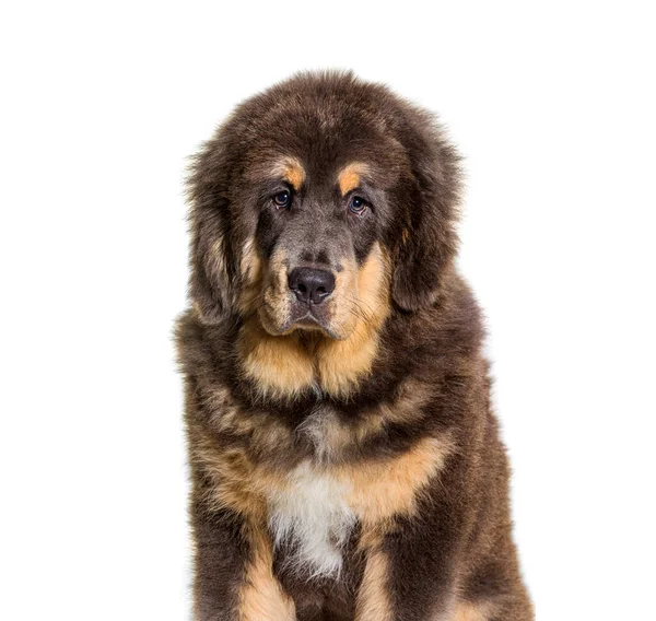 Tiro Cabeça Sentado Mastim Tibetano Marrom Cão Isolado Branco — Fotografia de Stock