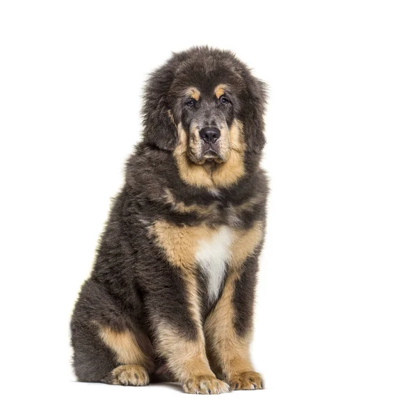 Zittende Bruine Tibetaanse Mastiff Hond Geïsoleerd Wit — Stockfoto