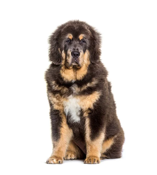 Sitter Brun Tibetansk Mastiff Hund Isolerad Vit — Stockfoto
