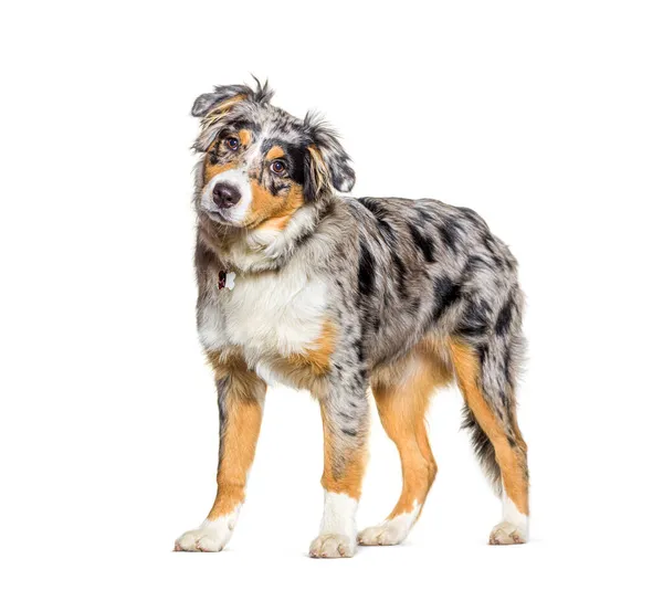 Australian Shepherd Blue Merle — Stock Photo, Image