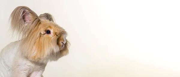 Peomed Angora Conejo Mirando Hacia Otro Lado Bandera Fondo Gris — Foto de Stock