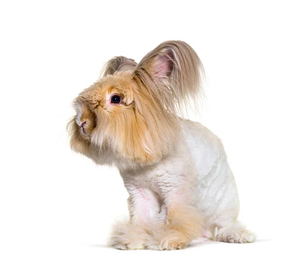 Toiletté Lapin Angora Regardant Caméra Isolé Sur Blanc — Photo